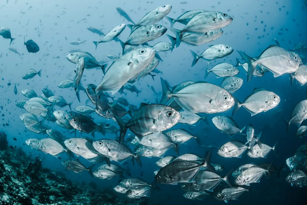 A school of fish underwater